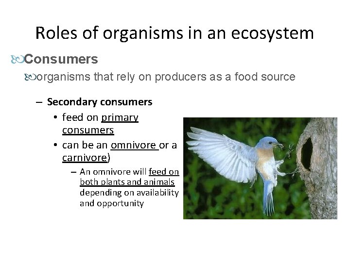 Roles of organisms in an ecosystem Consumers organisms that rely on producers as a Roles of organisms in an ecosystem Consumers organisms that rely on producers as a