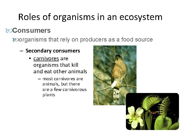 Roles of organisms in an ecosystem Consumers organisms that rely on producers as a Roles of organisms in an ecosystem Consumers organisms that rely on producers as a