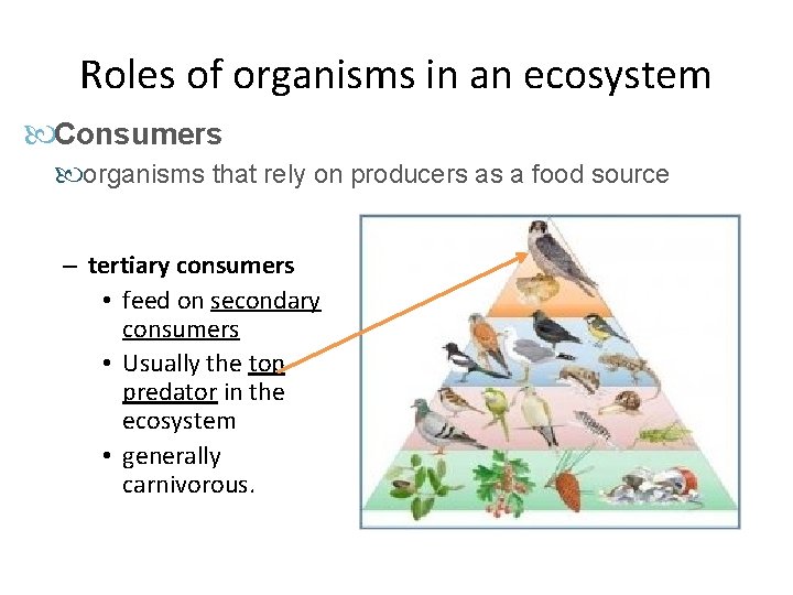 Roles of organisms in an ecosystem Consumers organisms that rely on producers as a Roles of organisms in an ecosystem Consumers organisms that rely on producers as a