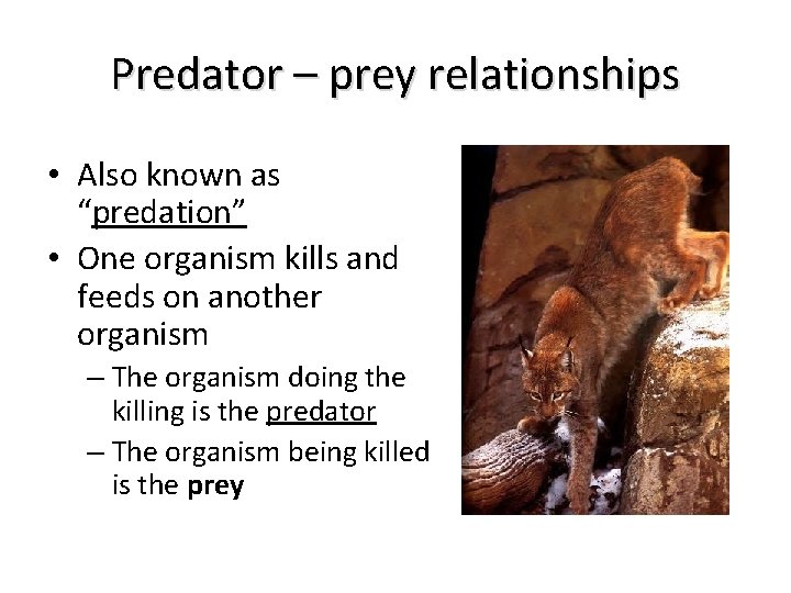 Predator – prey relationships • Also known as “predation” • One organism kills and Predator – prey relationships • Also known as “predation” • One organism kills and