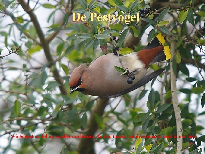 De Pestvogel Wintergast en dol op vruchten en bessen. Te zien tussen laat december