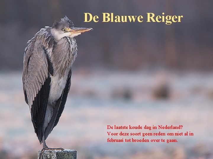 De Blauwe Reiger De laatste koude dag in Nederland? Voor deze soort geen reden