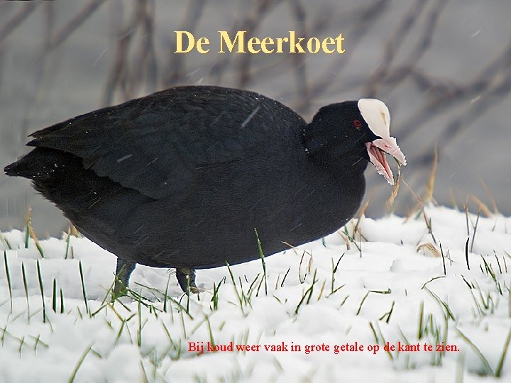 De Meerkoet Bij koud weer vaak in grote getale op de kant te zien.