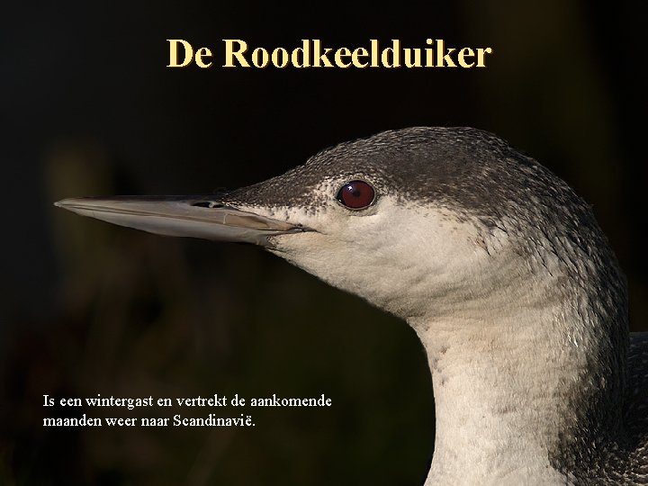 De Roodkeelduiker Is een wintergast en vertrekt de aankomende maanden weer naar Scandinavië. 