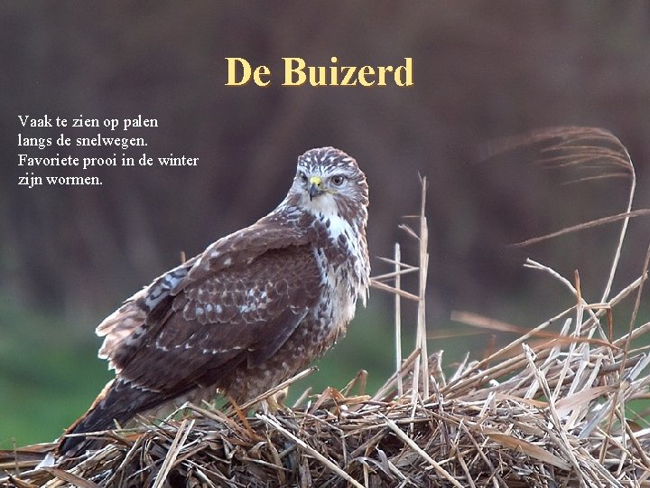 De Buizerd Vaak te zien op palen langs de snelwegen. Favoriete prooi in de