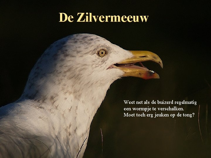 De Zilvermeeuw Weet net als de buizerd regelmatig een wormpje te verschalken. Moet toch