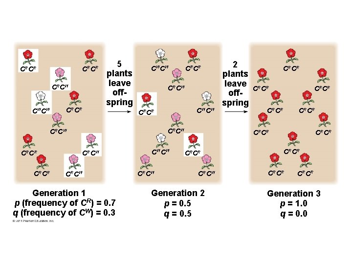 CRCR CRCW CW CW CRCR 5 plants leave offspring CW CW CRCR CRCW CRCR
