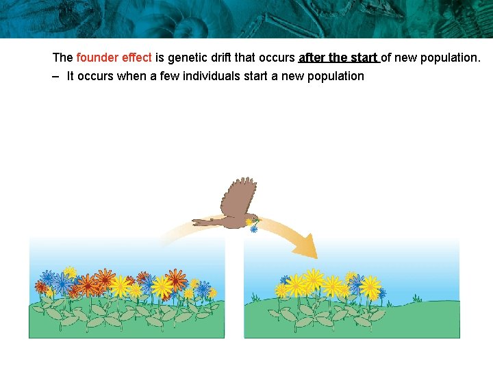 The founder effect is genetic drift that occurs after the start of new population.