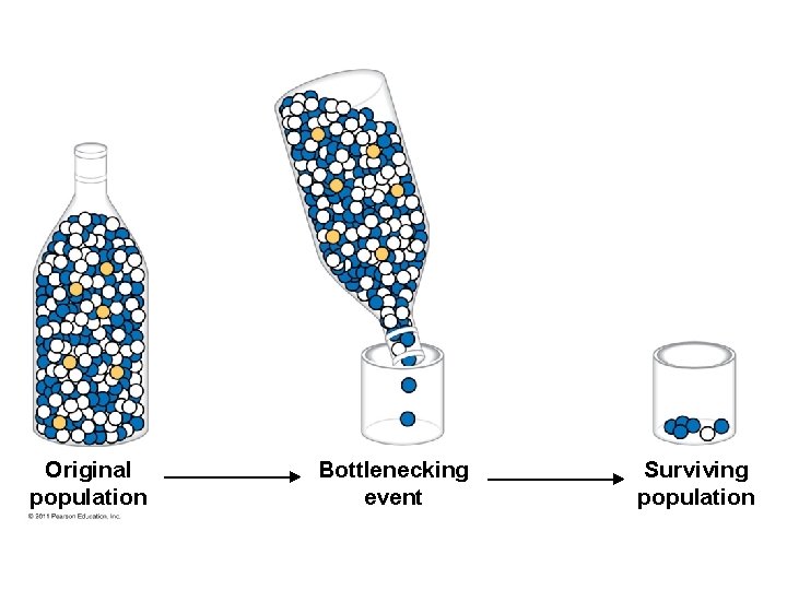Original population Bottlenecking event Surviving population 