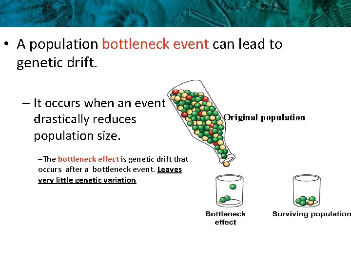  • A population bottleneck event can lead to genetic drift. – It occurs