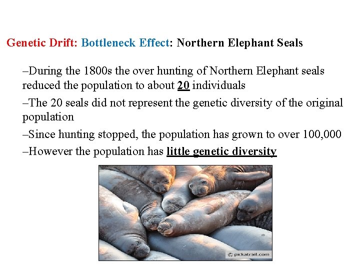Genetic Drift: Bottleneck Effect: Northern Elephant Seals –During the 1800 s the over hunting