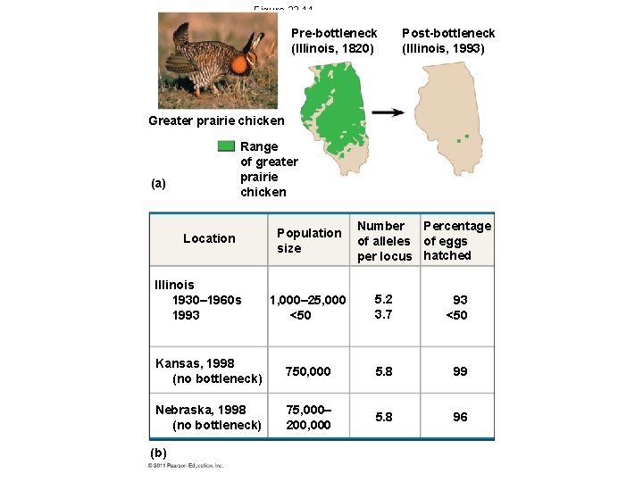 Figure 23. 11 Pre-bottleneck (Illinois, 1820) Post-bottleneck (Illinois, 1993) Greater prairie chicken Range of