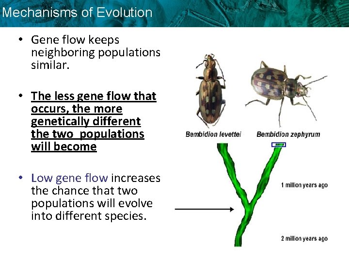 Mechanisms of Evolution • Gene flow keeps neighboring populations similar. • The less gene