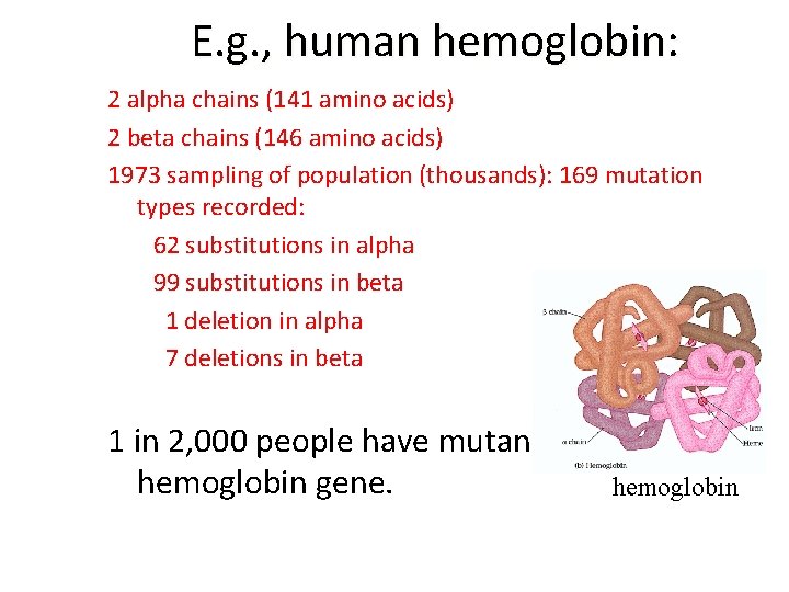 E. g. , human hemoglobin: 2 alpha chains (141 amino acids) 2 beta chains