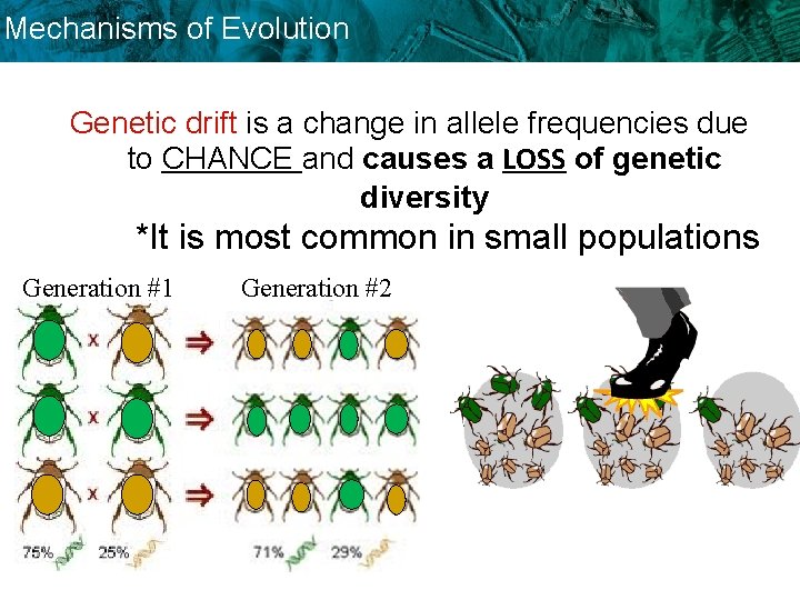 Mechanisms of Evolution Genetic drift is a change in allele frequencies due to CHANCE