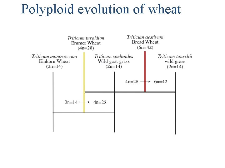 Polyploid evolution of wheat 