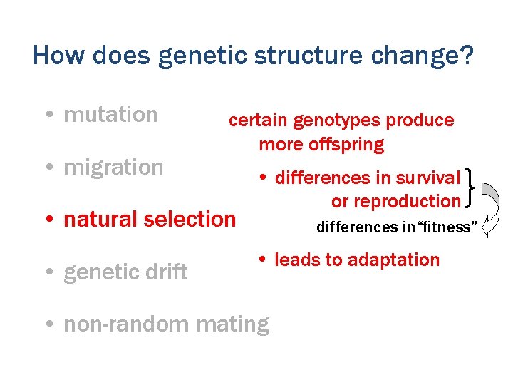 How does genetic structure change? • mutation • migration certain genotypes produce more offspring