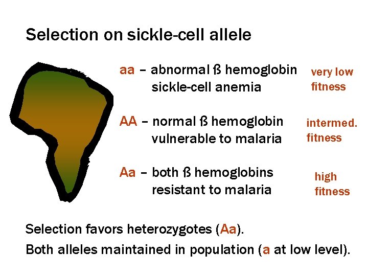 Selection on sickle-cell allele aa – abnormal ß hemoglobin very low fitness sickle-cell anemia