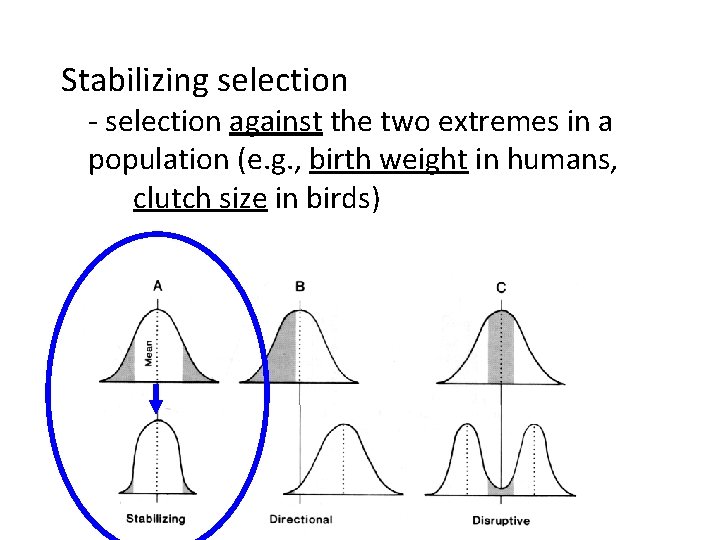 Stabilizing selection - selection against the two extremes in a population (e. g. ,