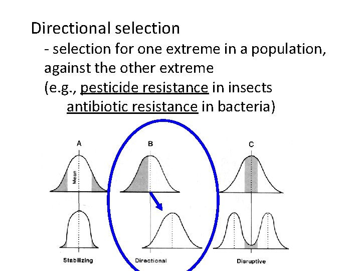 Directional selection - selection for one extreme in a population, against the other extreme