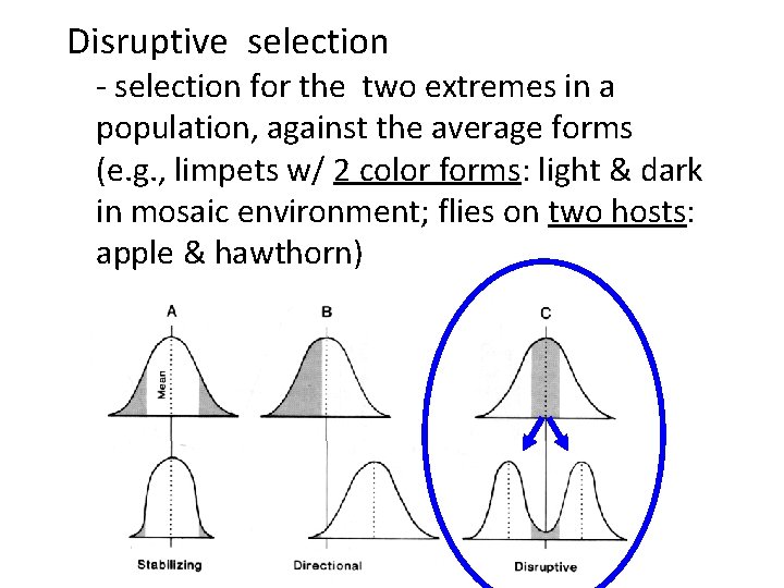 Disruptive selection - selection for the two extremes in a population, against the average