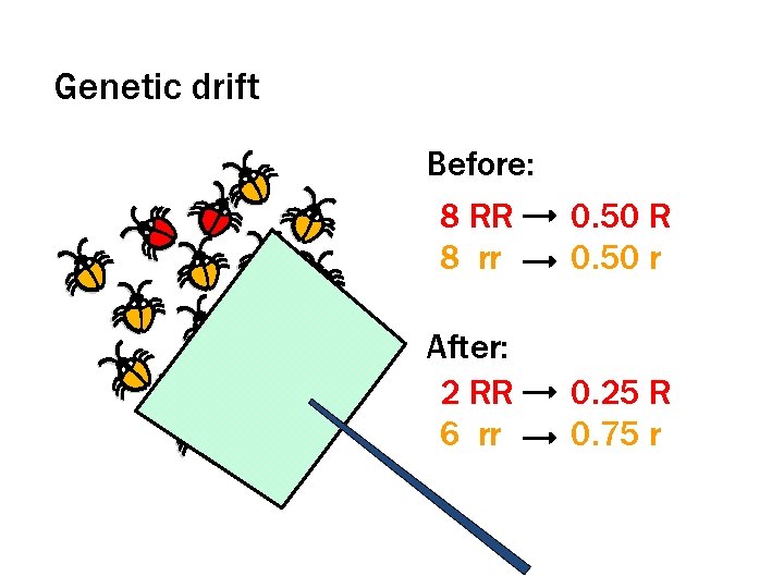 Genetic drift Before: 8 RR 8 rr 0. 50 R 0. 50 r After: