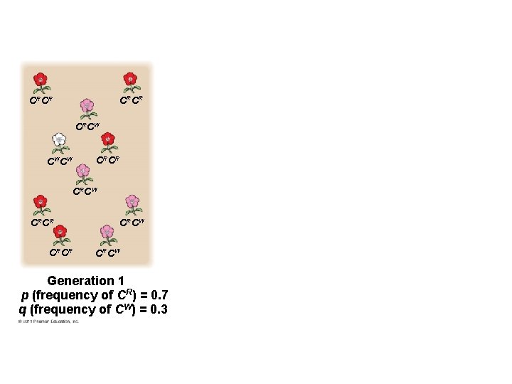 CRCR CRCW CW CW CRCR CRCW Generation 1 p (frequency of CR) = 0.