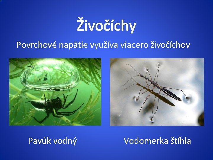 Živočíchy Povrchové napätie využíva viacero živočíchov Pavúk vodný Vodomerka štíhla 