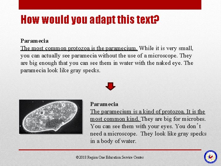 How would you adapt this text? Paramecia The most common protozoa is the paramecium.