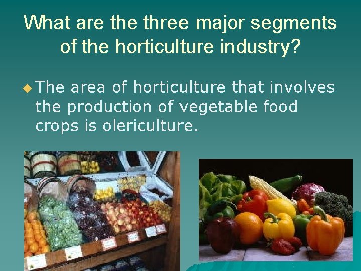 What are three major segments of the horticulture industry? u The area of horticulture