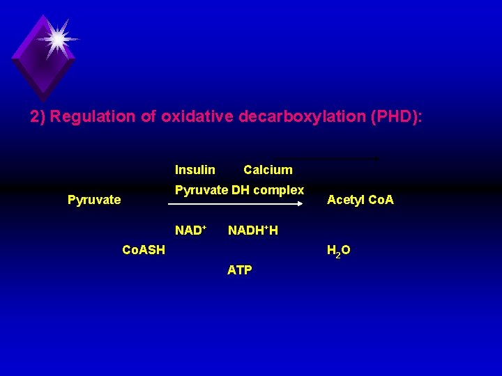 2) Regulation of oxidative decarboxylation (PHD): Insulin Calcium Pyruvate DH complex Pyruvate NAD+ Acetyl