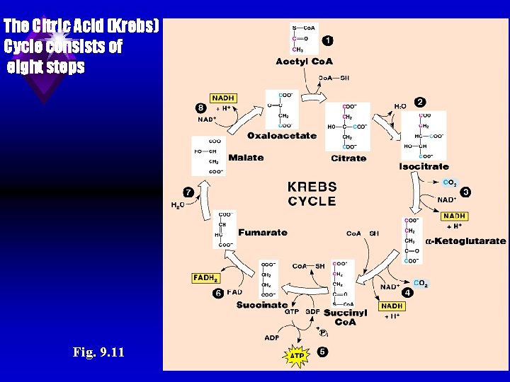 The Citric Acid (Krebs) Cycle consists of eight steps Fig. 9. 11 