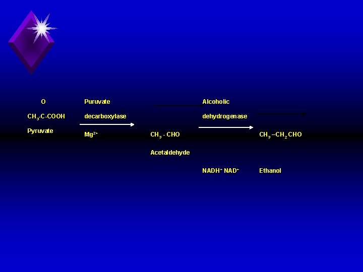 O CH 3 C COOH Pyruvate Puruvate Alcoholic decarboxylase dehydrogenase Mg 2+ CH 3