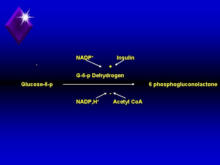 NADP+ ` Insulin + G 6 p Dehydrogen Glucose 6 phosphogluconolactone NADP, H+ Acetyl