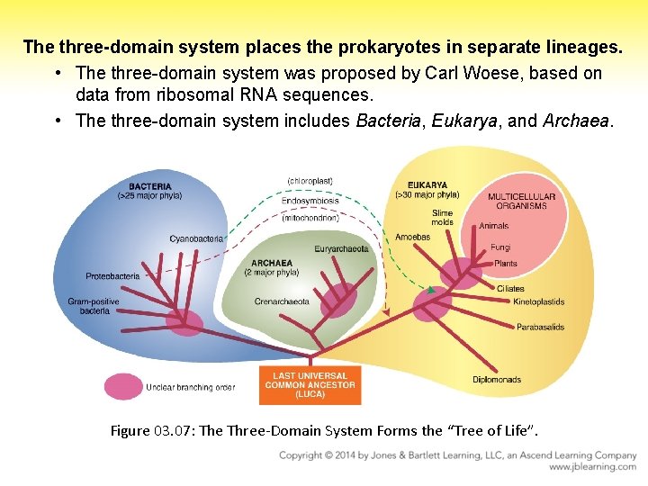 The three-domain system places the prokaryotes in separate lineages. • The three-domain system was