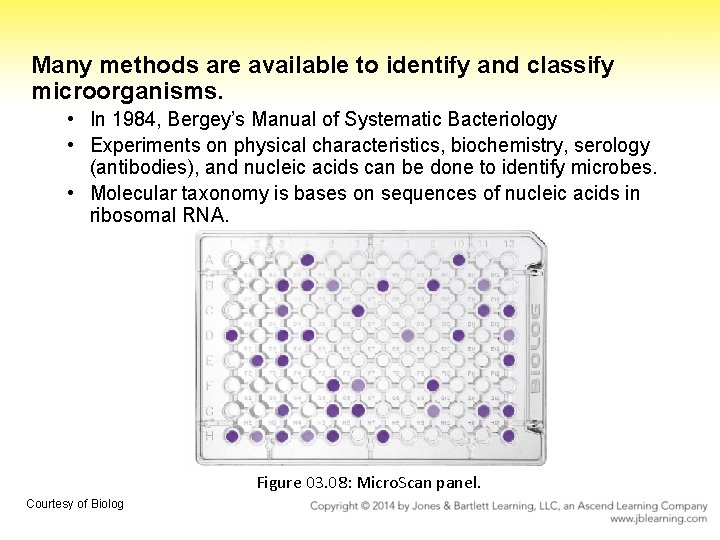 Many methods are available to identify and classify microorganisms. • In 1984, Bergey’s Manual
