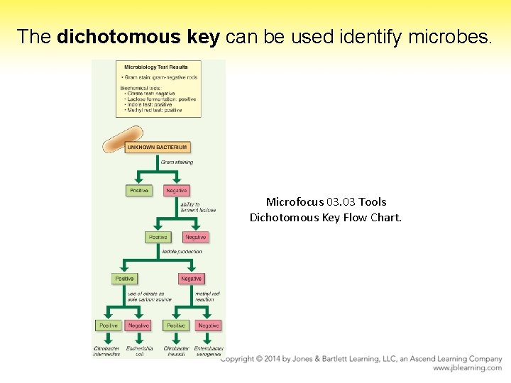 The dichotomous key can be used identify microbes. Microfocus 03. 03 Tools Dichotomous Key