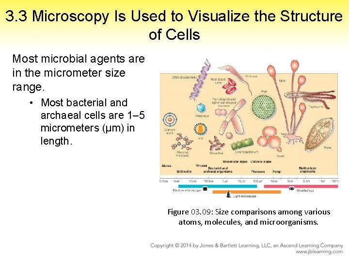 3. 3 Microscopy Is Used to Visualize the Structure of Cells Most microbial agents