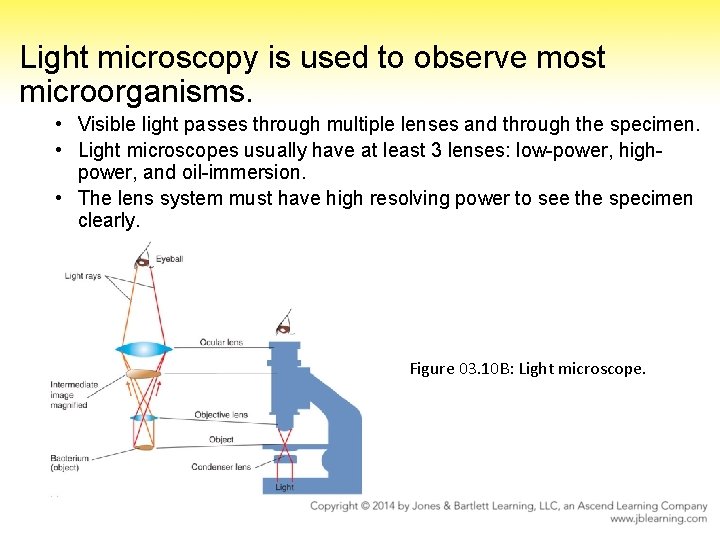 Light microscopy is used to observe most microorganisms. • Visible light passes through multiple