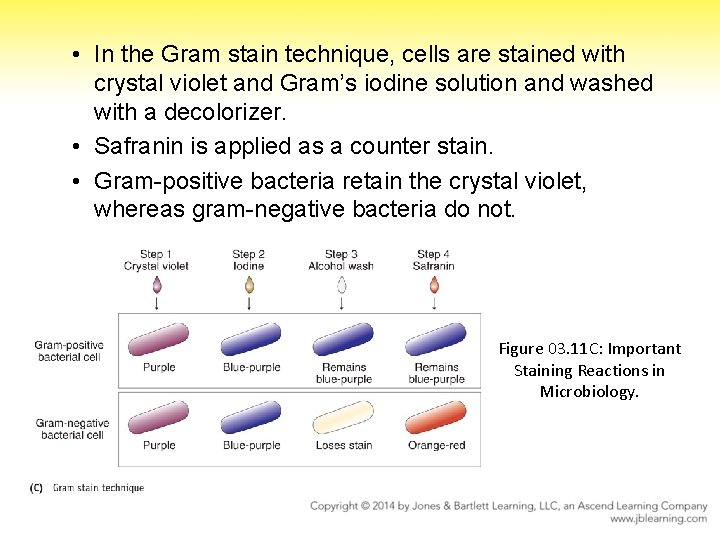  • In the Gram stain technique, cells are stained with crystal violet and