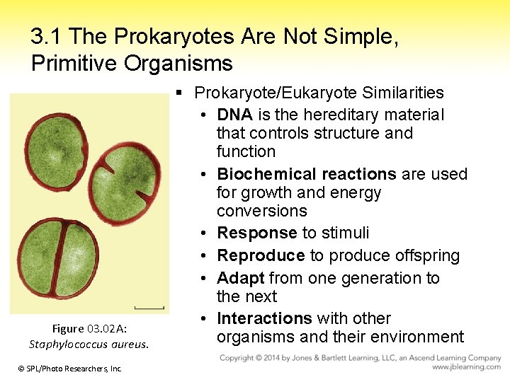 3. 1 The Prokaryotes Are Not Simple, Primitive Organisms Figure 03. 02 A: Staphylococcus