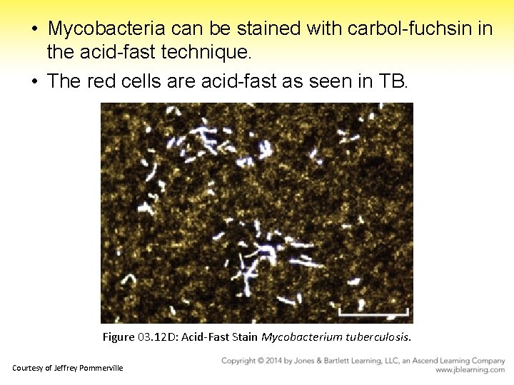  • Mycobacteria can be stained with carbol-fuchsin in the acid-fast technique. • The