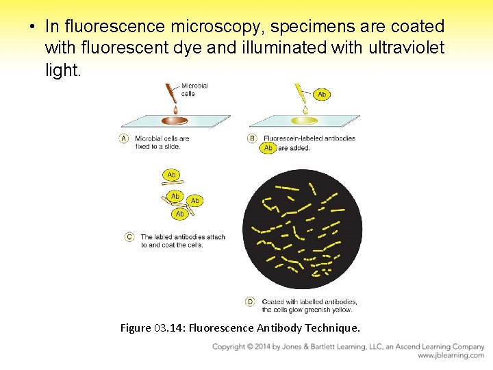 • In fluorescence microscopy, specimens are coated with fluorescent dye and illuminated with