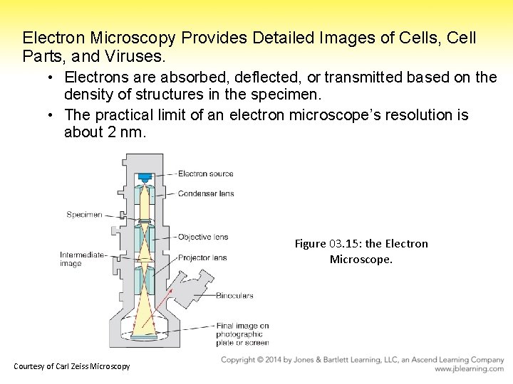 Electron Microscopy Provides Detailed Images of Cells, Cell Parts, and Viruses. • Electrons are