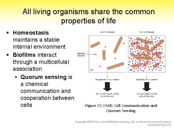 All living organisms share the common properties of life § Homeostasis maintains a stable