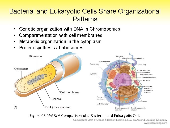 Bacterial and Eukaryotic Cells Share Organizational Patterns • • Genetic organization with DNA in