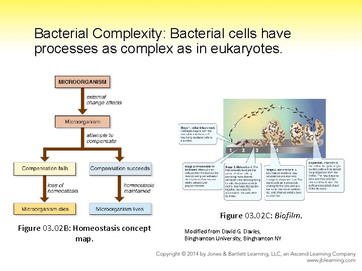 Bacterial Complexity: Bacterial cells have processes as complex as in eukaryotes. Figure 03. 02