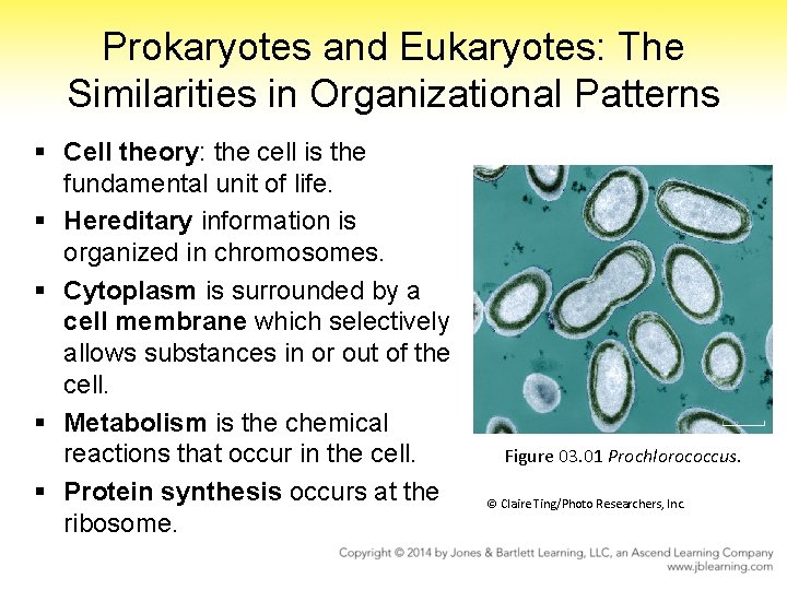 Prokaryotes and Eukaryotes: The Similarities in Organizational Patterns § Cell theory: the cell is