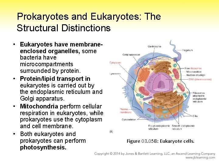 Prokaryotes and Eukaryotes: The Structural Distinctions • Eukaryotes have membraneenclosed organelles, some bacteria have