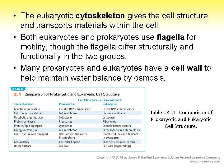  • The eukaryotic cytoskeleton gives the cell structure and transports materials within the